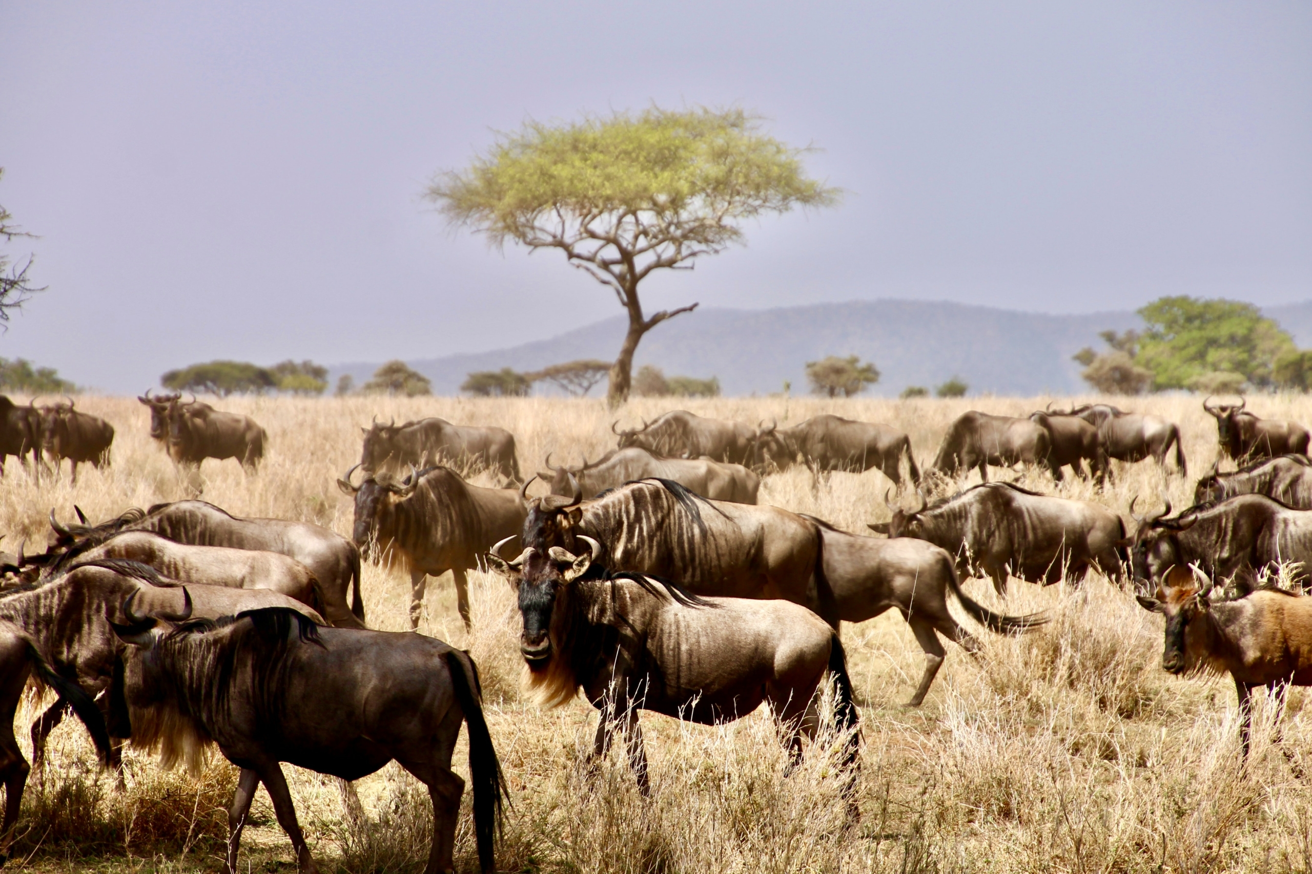 Migration in der Serengeti