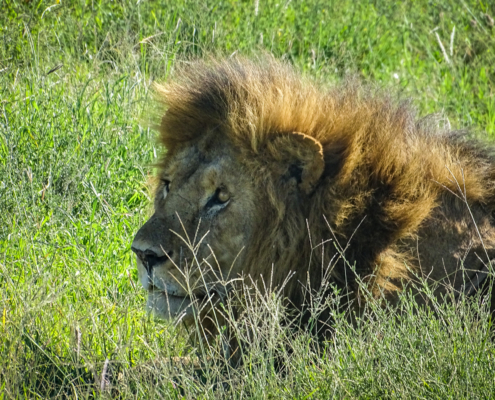 Löwe liegt in der Serengeti