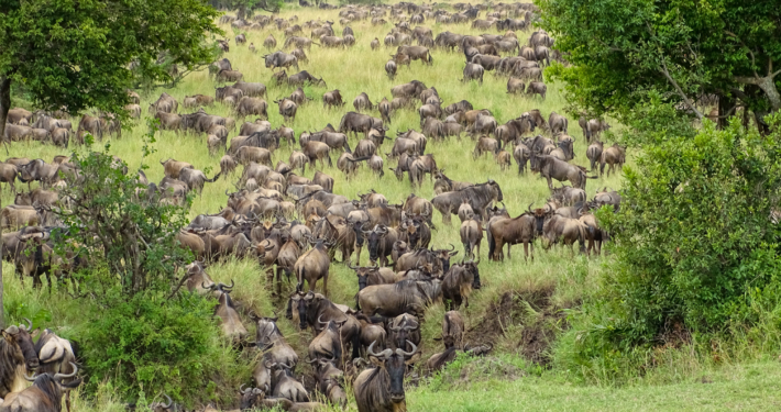 Tiermigration in der Serengeti