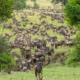 Tiermigration in der Serengeti