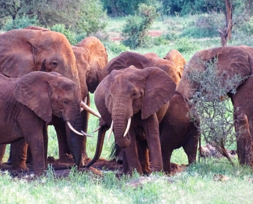 Elefanten im Tsavo West Nationalpark