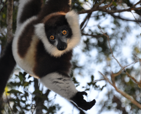 Lemur in Andasibe