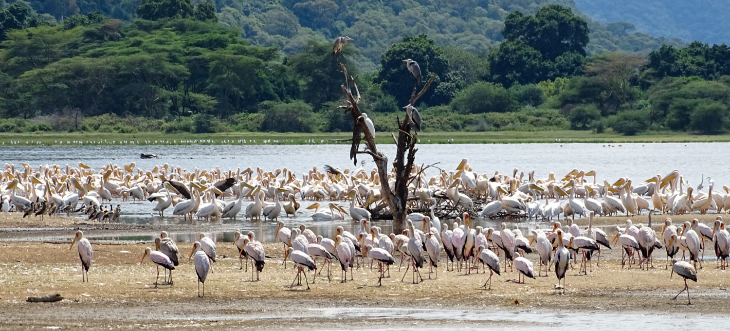 Vogelwelt Lake Manyara