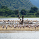 Vogelwelt Lake Manyara