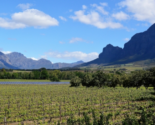 Weinregion Südafrika