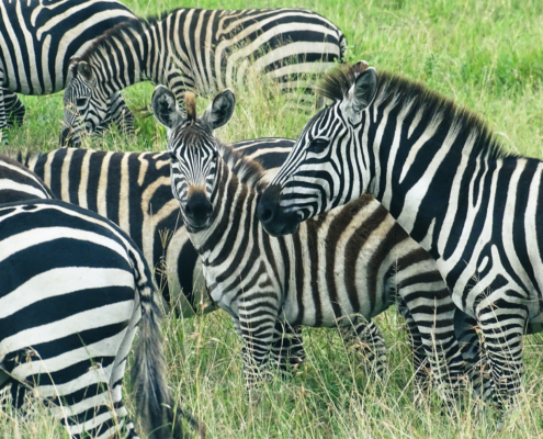 Zebras Lake Manyara
