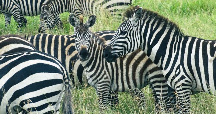 Zebras Lake Manyara