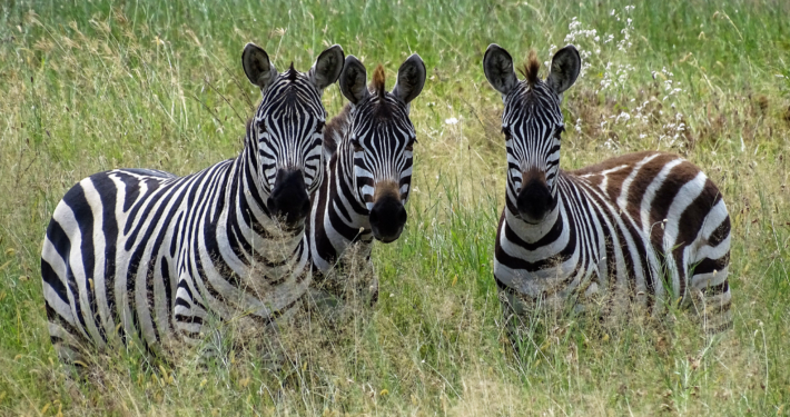 Zebras im Lake Manyara Nationalpark