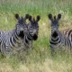 Zebras im Lake Manyara Nationalpark