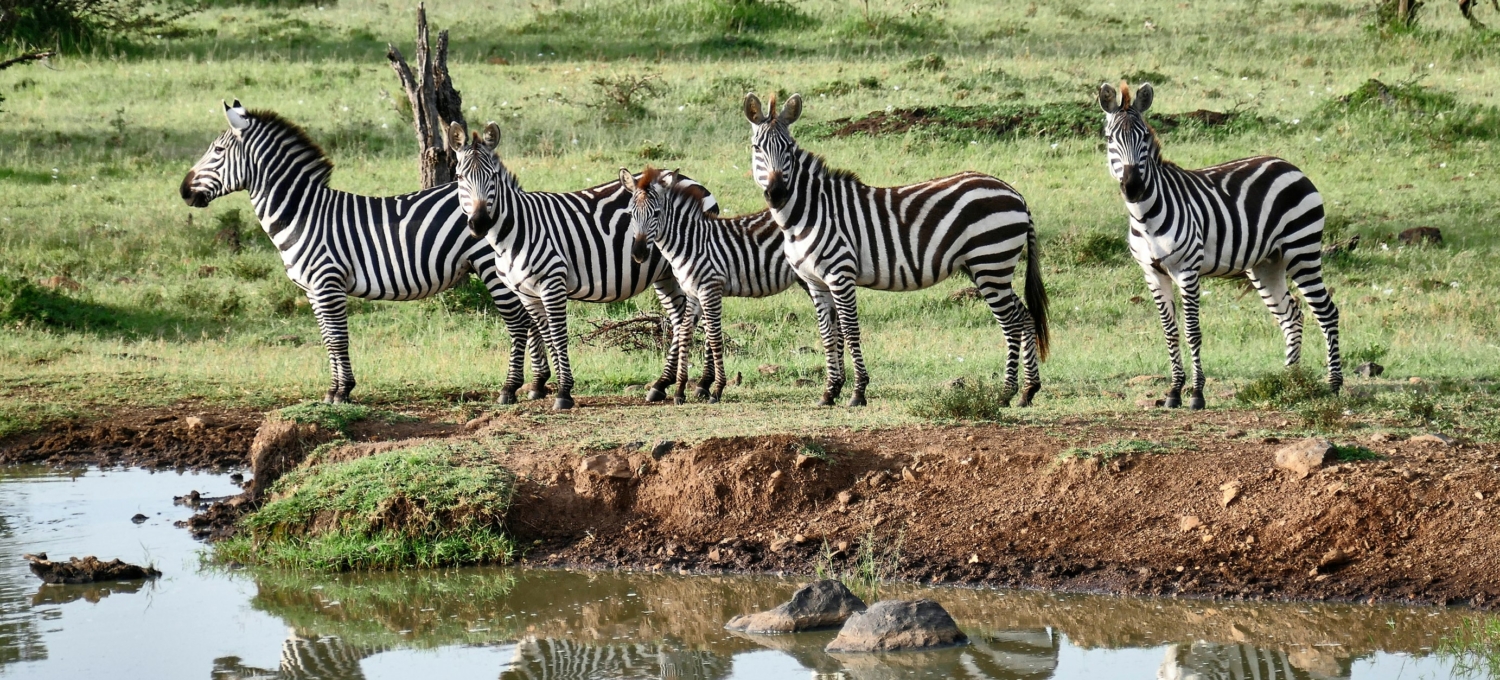 Zebras Ol Kinyei Masai Mara
