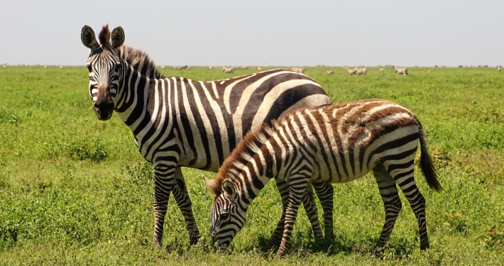 Zebras im Süden der Serengeti