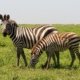 Zebras im Süden der Serengeti