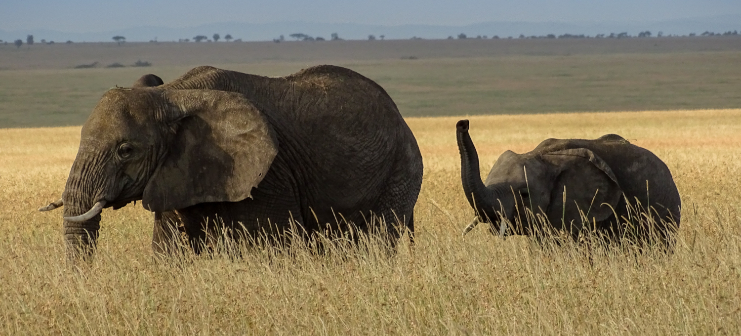 Elefanten in der Serengeti