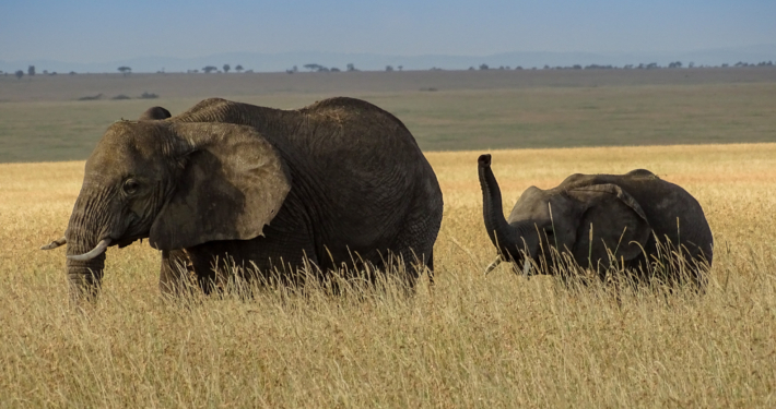 Elefanten in der Serengeti