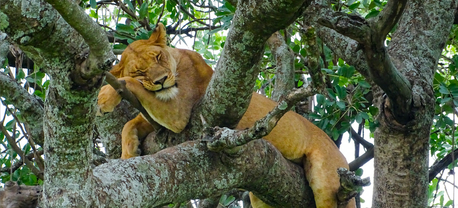 Löwe in Tansania