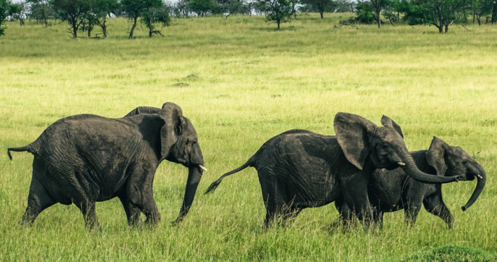 rennende Elefanten Serengeti