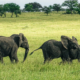 rennende Elefanten Serengeti