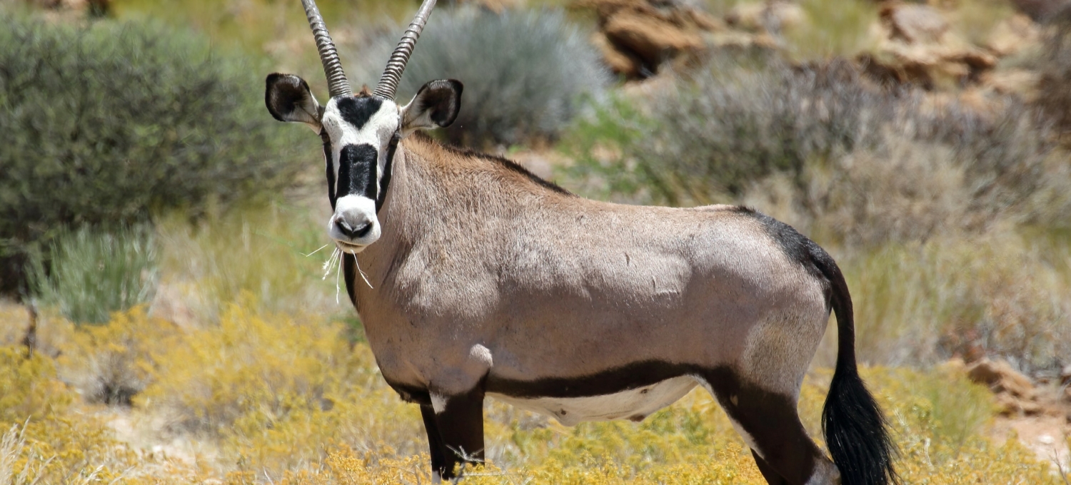 Antilope Augrabies Falls