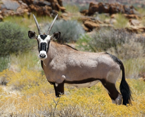 Antilope Augrabies Falls