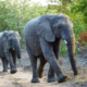 Elefant im Krüger Nationalpark