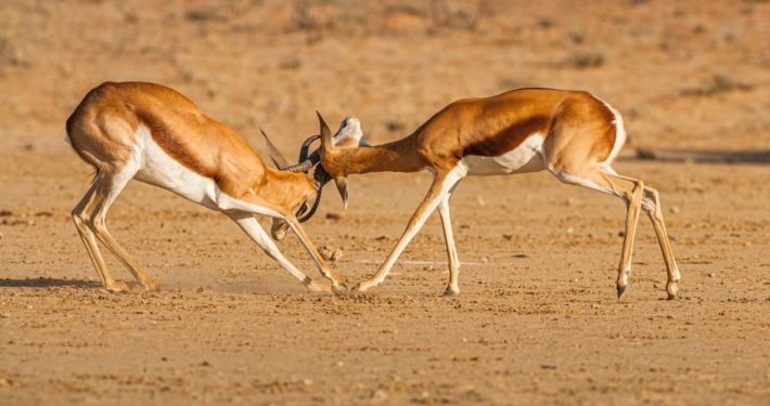 Impalas in der Kalahari