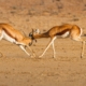 Impalas in der Kalahari