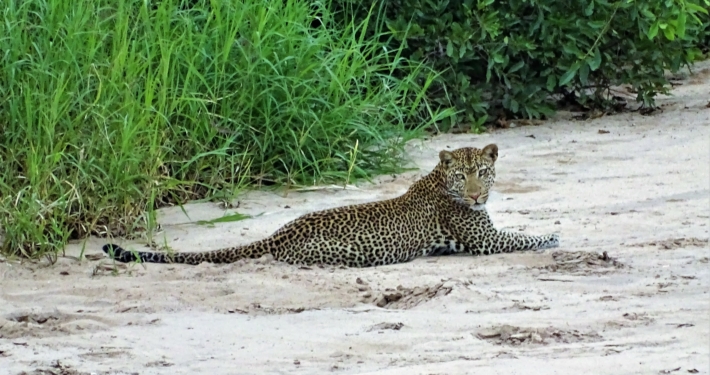 Leopard im Tarangire Nationalpark