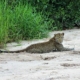 Leopard im Tarangire Nationalpark