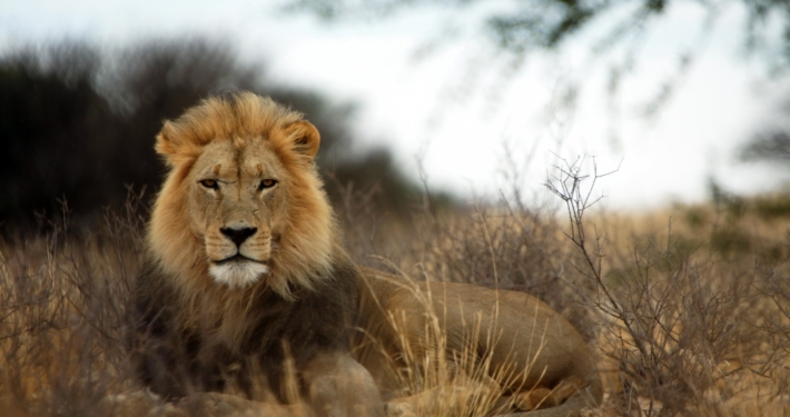Löwe in der Kalahari