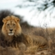 Löwe in der Kalahari