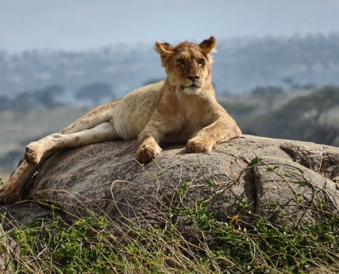 Löwe in der Serengeti