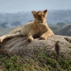 Löwe in der Serengeti