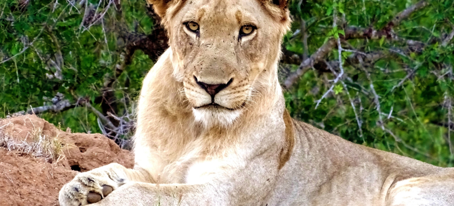 Löwin im Greater Krüger, Südafrika