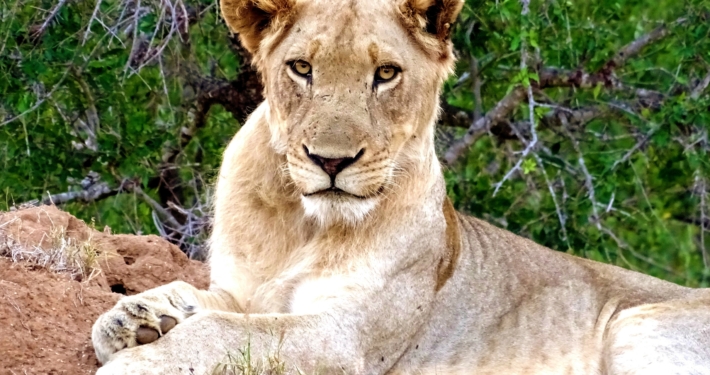 Löwin im Greater Krüger, Südafrika