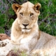 Löwin im Greater Krüger, Südafrika