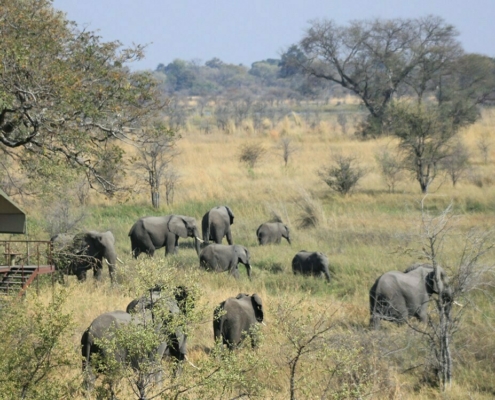 Nkasa Lupala Tented Camp Namibia