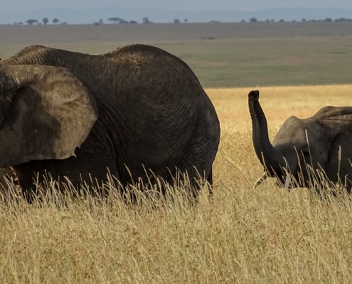 Elefanten in der Serengeti