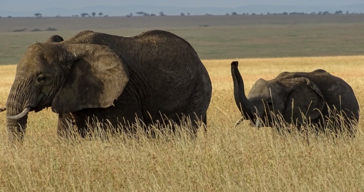 Elefanten in der Serengeti