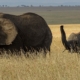 Elefanten in der Serengeti