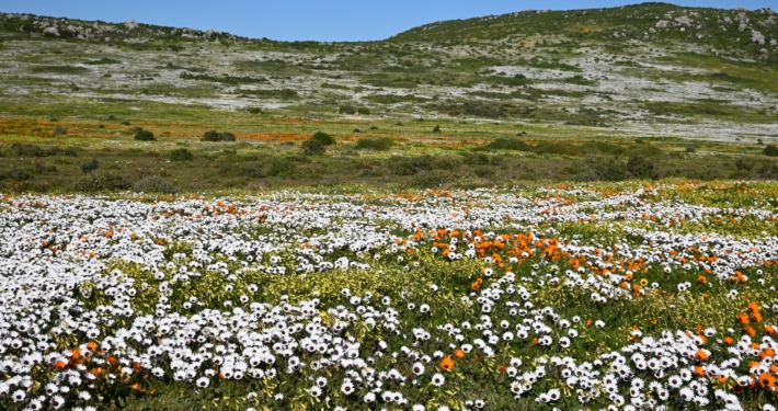 Blumen im West Coast Nationalpark Südafrika