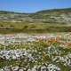 Blumen im West Coast Nationalpark Südafrika