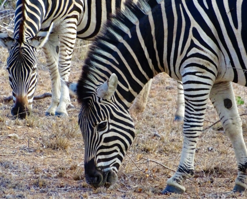 Zebras im Krüger Nationalpark