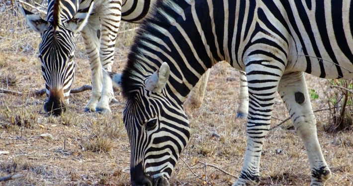 Zebras im Krüger Nationalpark