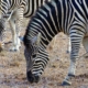 Zebras im Krüger Nationalpark