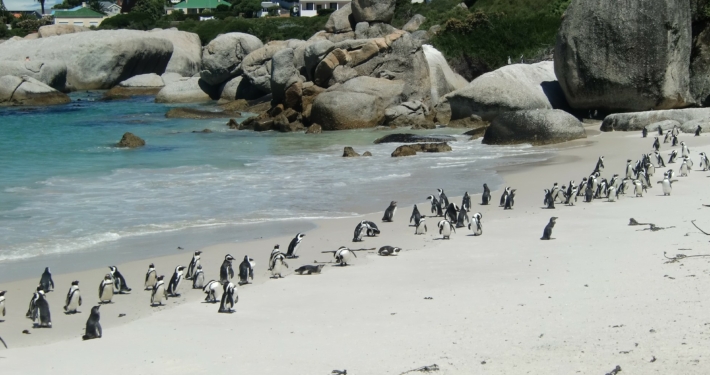 Pinguine in Südafrika