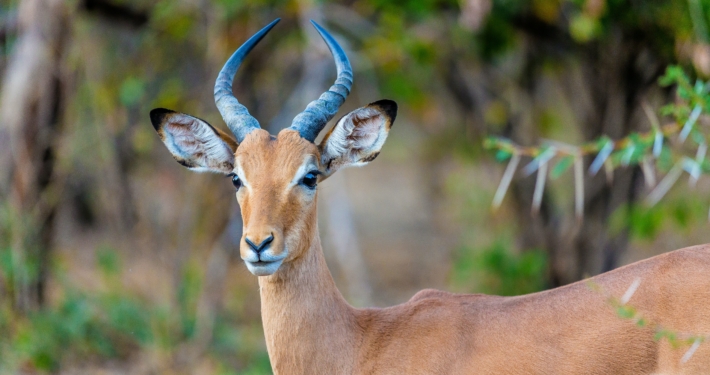 Antilope im Hwange Nationalpark