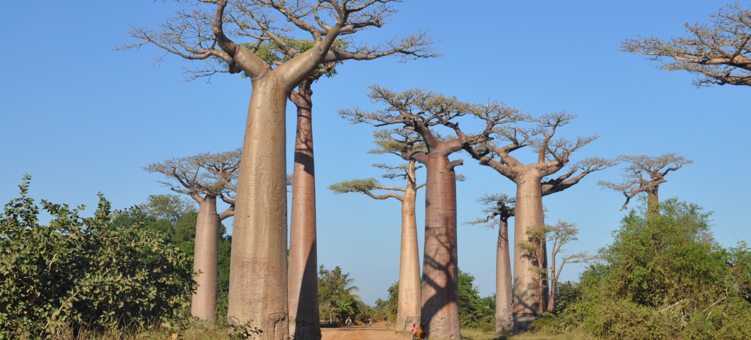 Baobab Allee Madagaskar