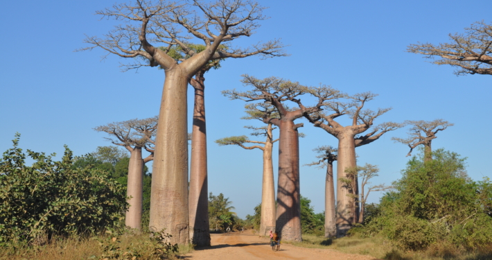 Baobab Allee Madagaskar