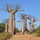 Baobab Allee Madagaskar