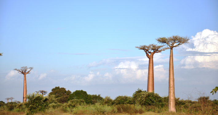 Baobabbäume Madagaskar